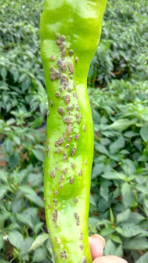 满意答案 采纳率:56级2016.01.04 辣椒疮痂病,细菌性病害.