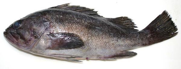 鱼类 下图为   许氏平鮋  sebastes schlegelii  ,俗称 黑鲪,黑头