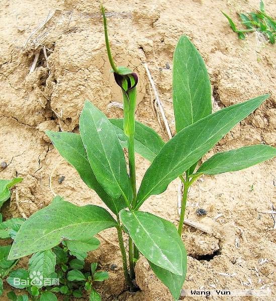 一种植物绿色,三片叶子,球状根白色,开喇叭形状花,是什么,生长在野地