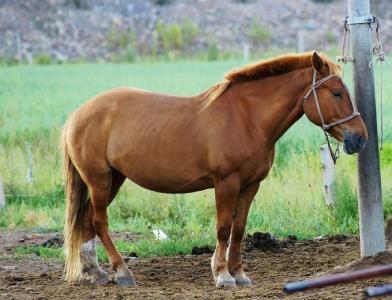 马是站着睡觉的吗