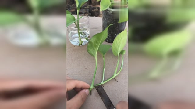 绿萝水培扦插方法,花农是这样做的, 水培绿萝超简单!