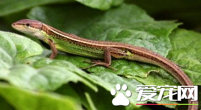 北草蜥有毒吗 北草蜥是没有毒的宠物蜥蜴