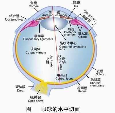 眼睛的角膜和结膜指的是哪个部位?