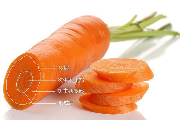 胡萝卜结构分析图图片
