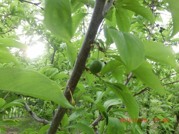 图片中是李树还是桃树?