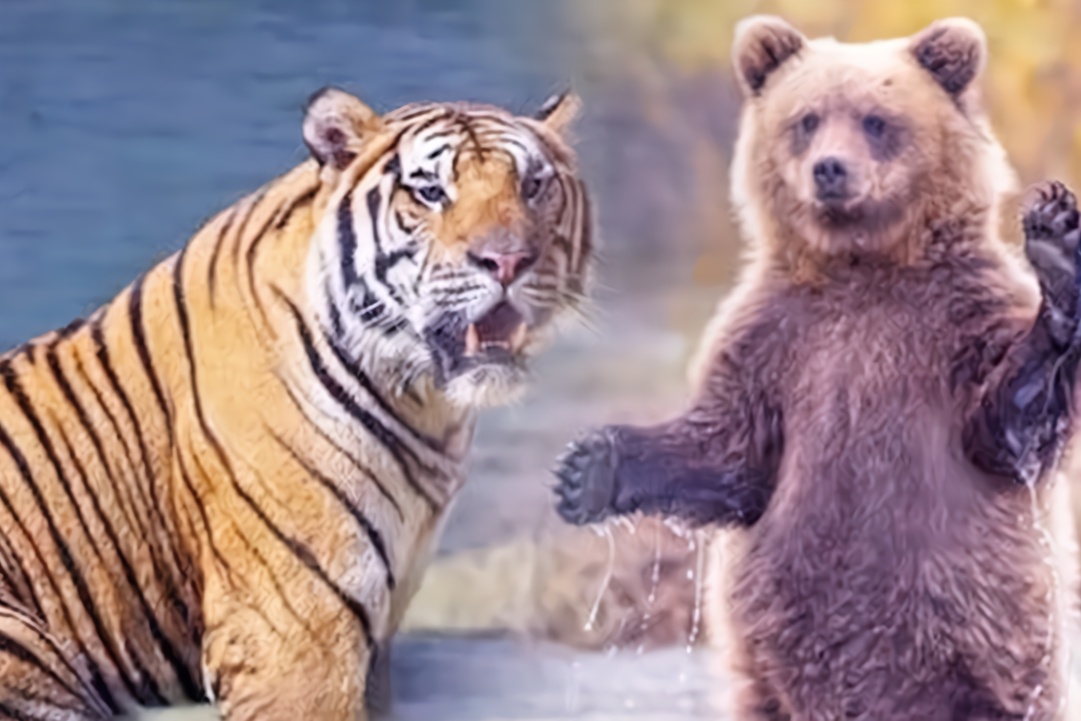 老虎和熊猫打架图片