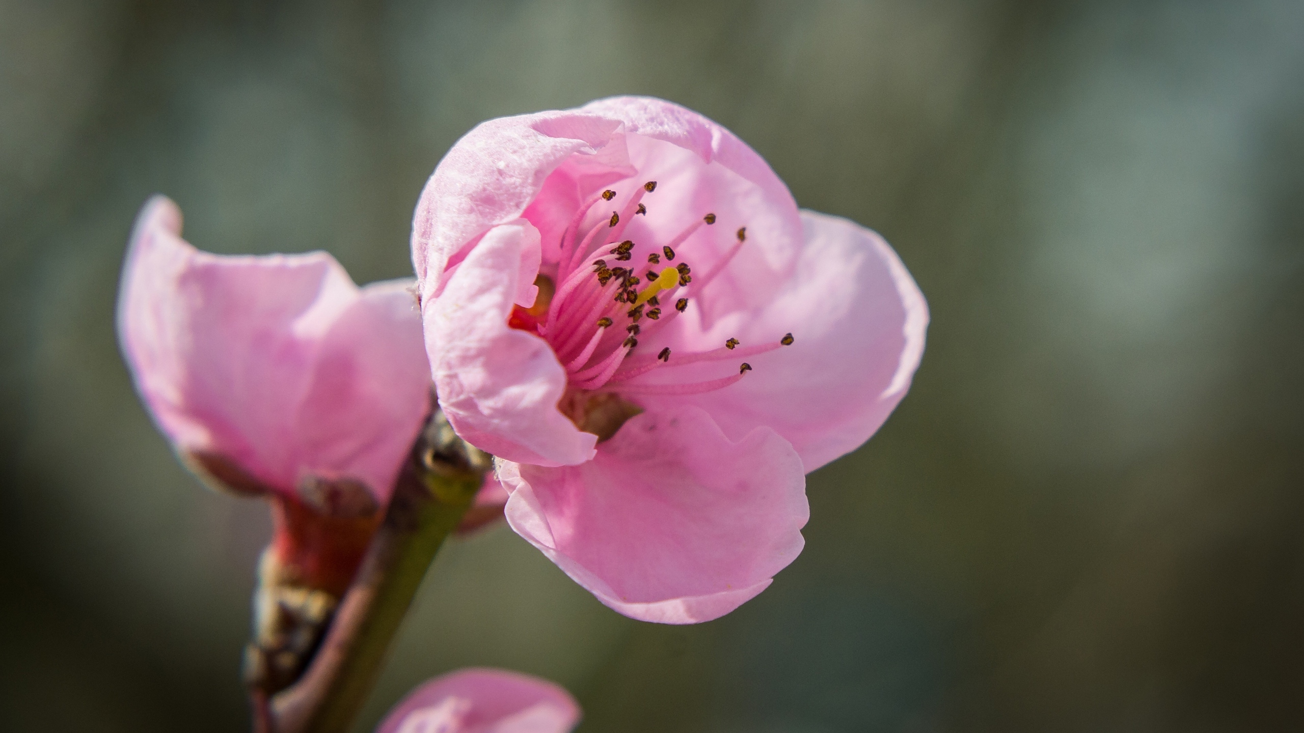 娇艳桃花花卉桌面壁纸[图5]