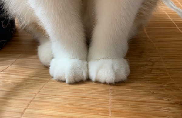 jiojio是脚的意思嘛?