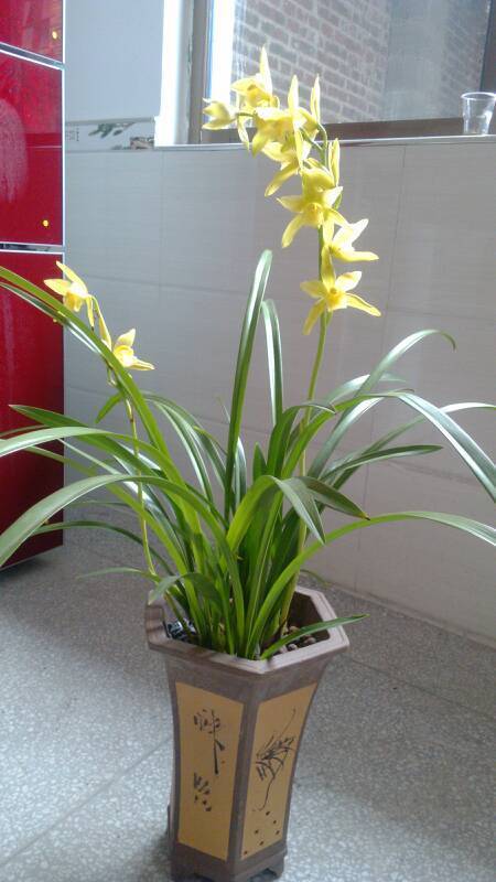 请问这株是什么品种的兰花 不香