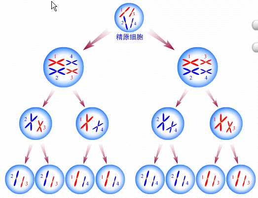 四分体染色单体图片