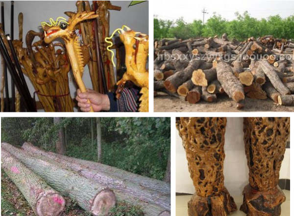 枣木产地:东南亚. 枣木是多年生木本植物,质地坚硬密实,木纹细密.