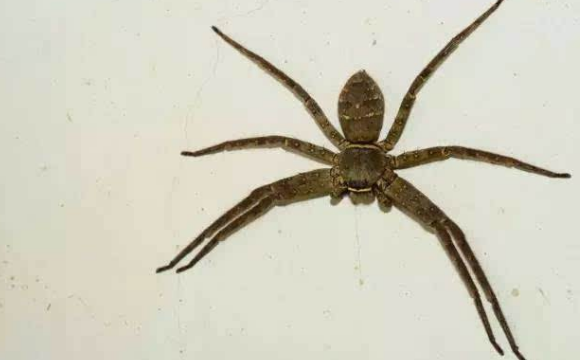 蜘蛛图片大全 蜘蛛种类图片大全 奇闻网