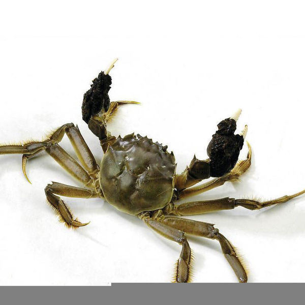 洗螃蟹的时候,怎样去掉蟹钳上的毛?