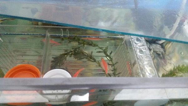 这个红斑马鱼是怀孕还是腹水,肚子大了快一个