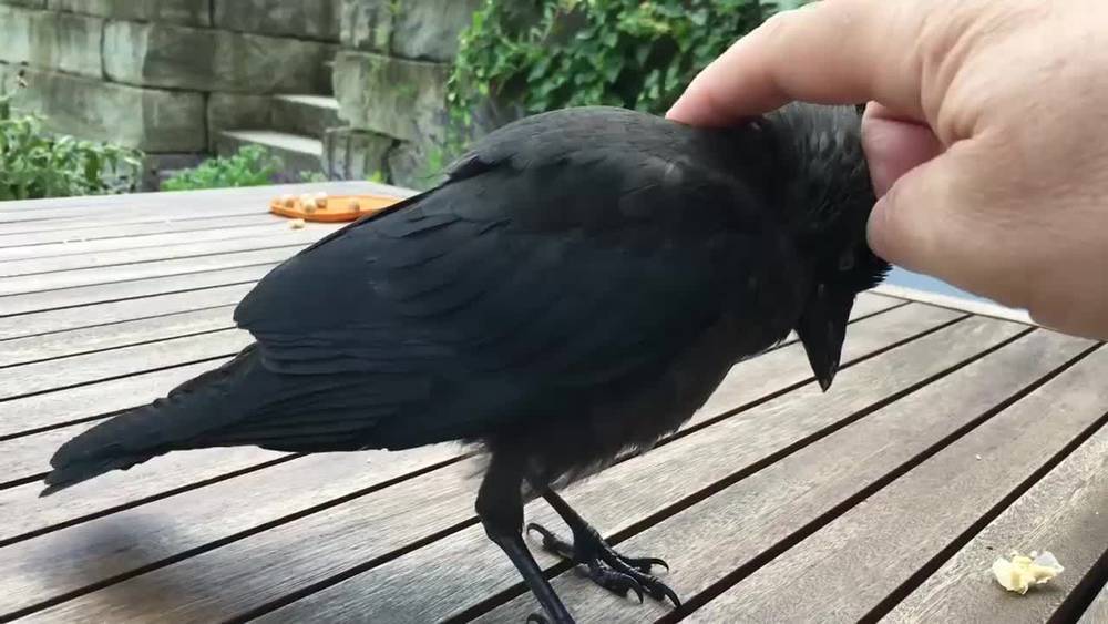 大千世界,无奇不有,居然还有人把乌鸦当宠物来饲养快资讯上传时间:1年