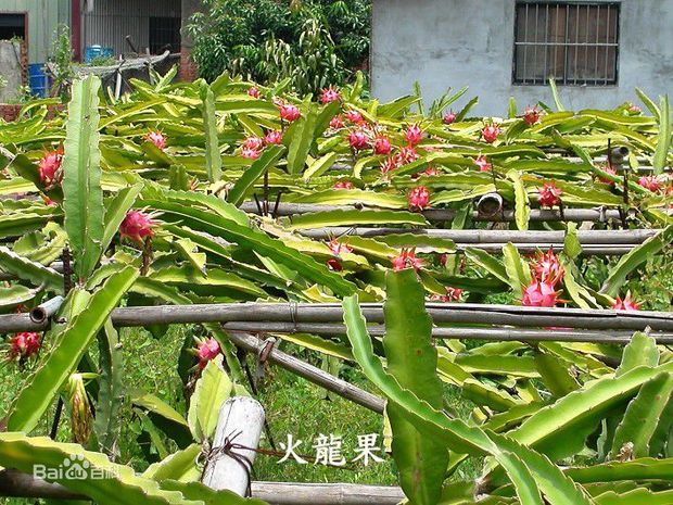 为什么我家的火龙果(是拿个泡沫箱栽的),种了大