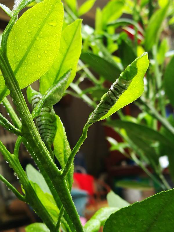 请问大神,柠檬树的叶子卷起来了,里面还有一条黑色的,是生什么病了