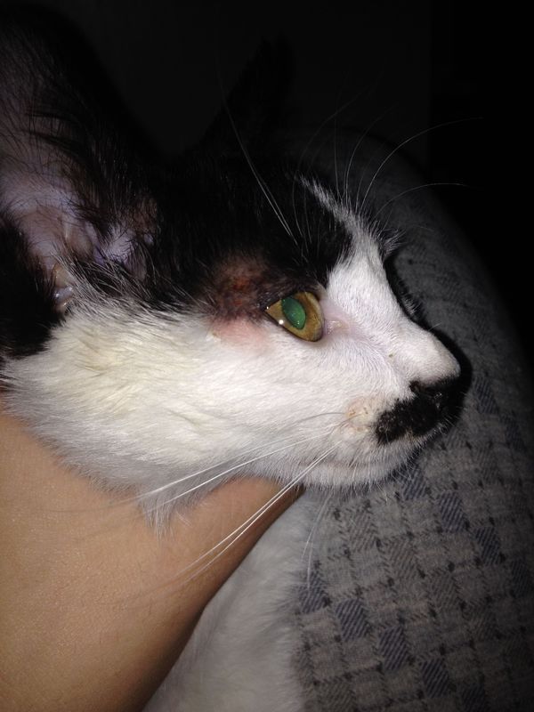 小猫的眼睛肿了,眼眶上面有一大块结痂,今天看