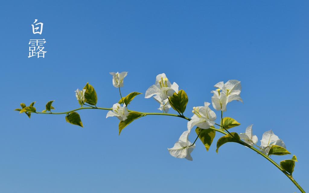 相约白露时节[图3]