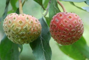 四照花 果實又名 雞嗉子,野荔枝