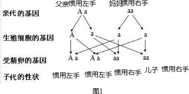 爸爸慣用左手的基因組成是aa,遺傳圖解如圖2:兒子一定有慣用左手的