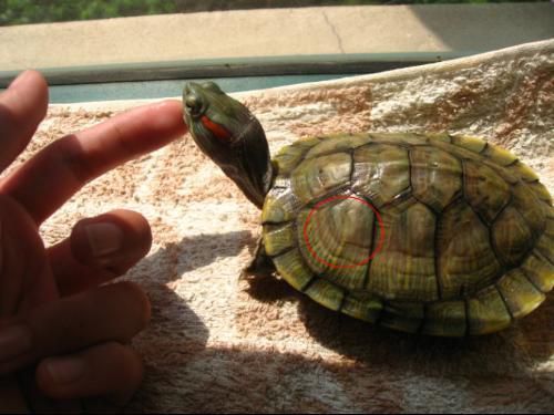 巴西龟的生长纹图片