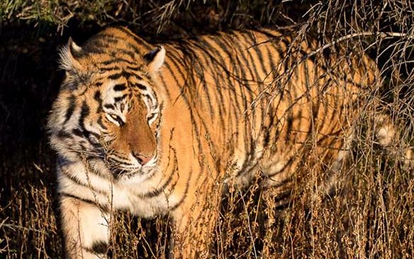 南非老虎谷现状