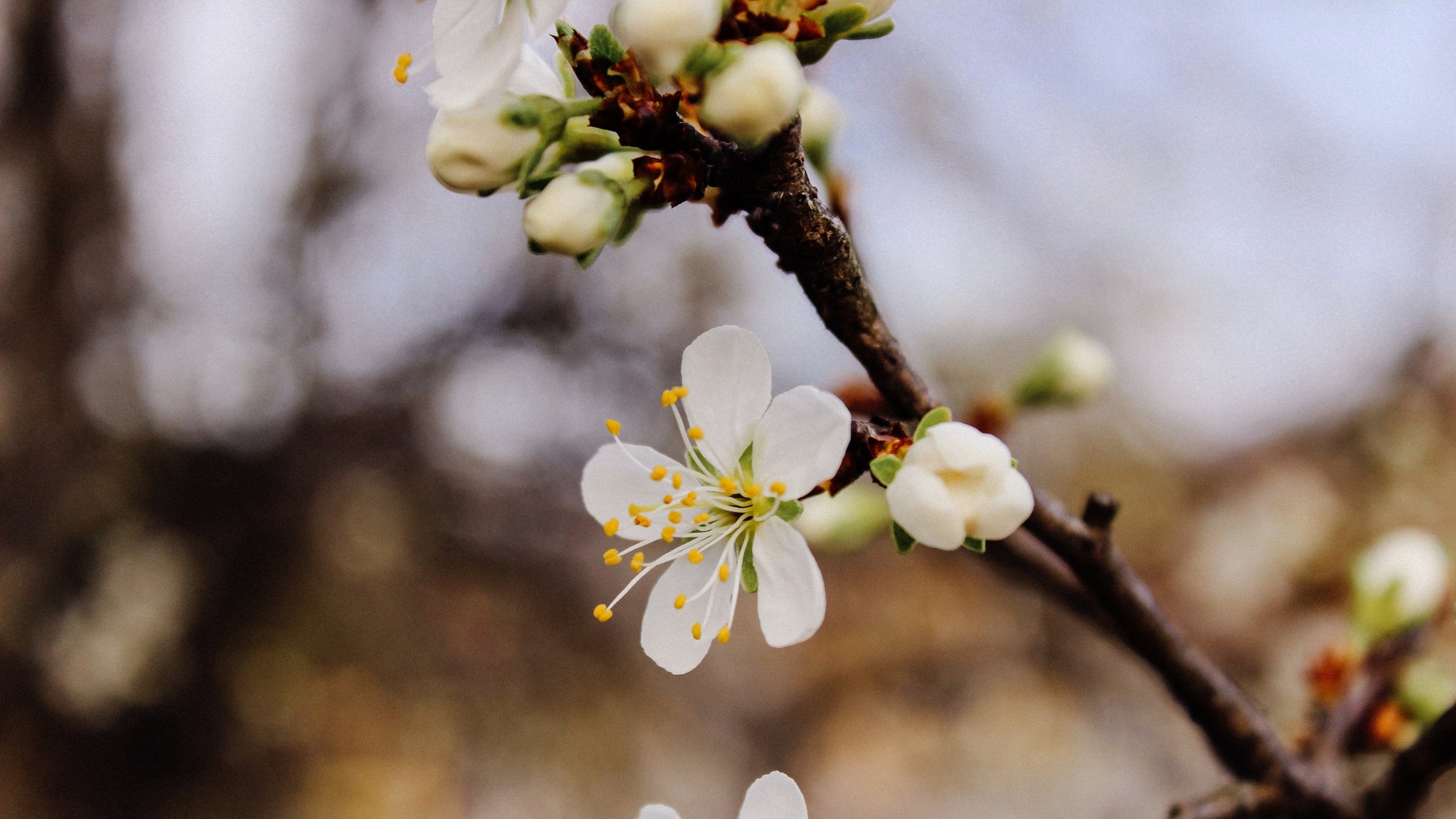 白梅花香自苦寒来[图6]