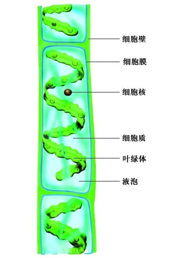 一个水绵细胞有几个叶绿体?