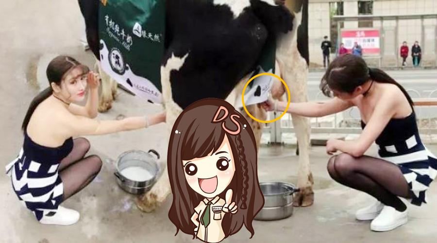 美女现场 挤奶八元一盒供不应求