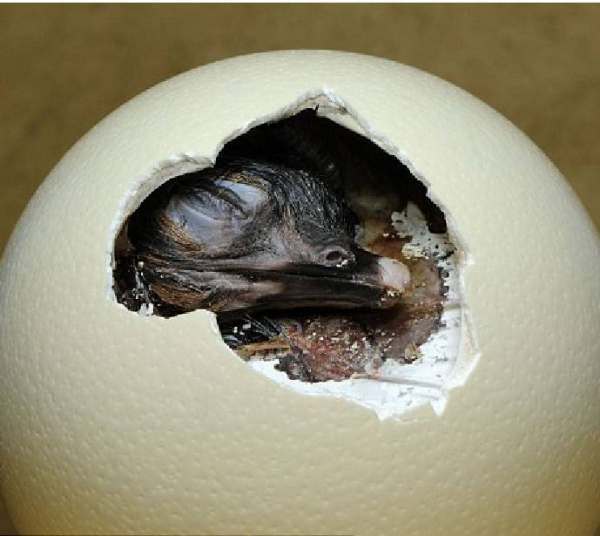 哪些动物是胎生 哪些动物是卵生 兔子是卵生动物还是胎生动物 艾帝网