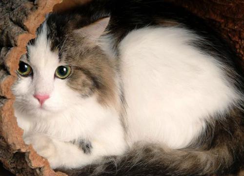 在《猫》一文中,作者为什么说猫的性格古怪