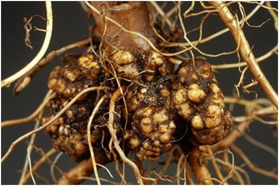 桃树,专家们看看我家的桃树根怎么回事?