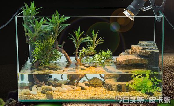 家庭养乌龟怎么选择容器?