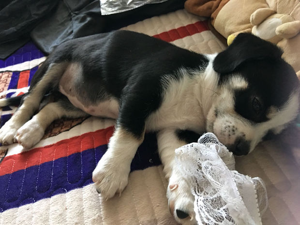 这狗是比格还是串串或者是其他什么品种?