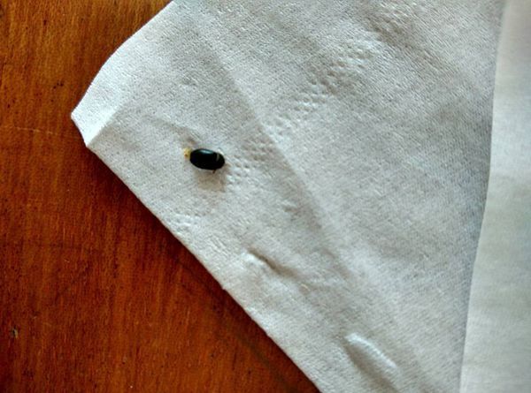 请问这是什么虫子,黑色的,硬壳,每天都能在地板上发现它,不知是什么