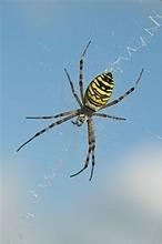 这是什么蜘蛛,有黄色花纹,有毒吗