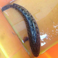 黑乌鲤与鲶鱼的区别 360问答