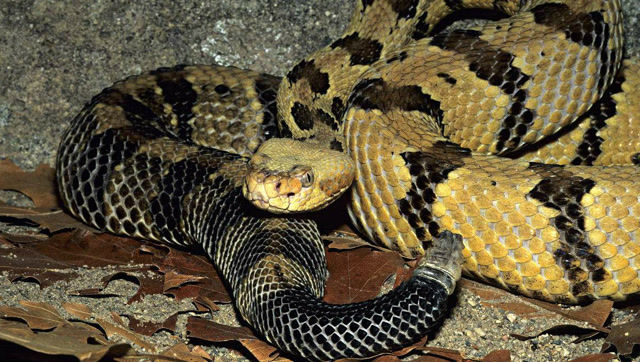 世界最大巨型毒蛇,游泳160公里袭小岛!