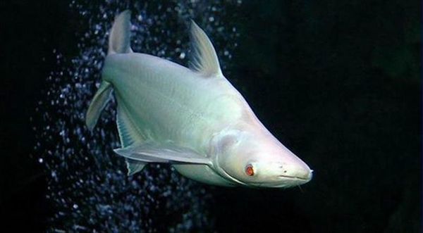 什么种类的白化鱼?