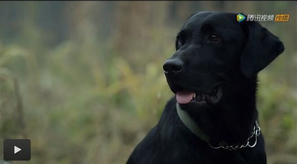 神犬奇兵小萌宠图片