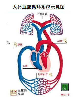 血液循環系統是由什麼組成?