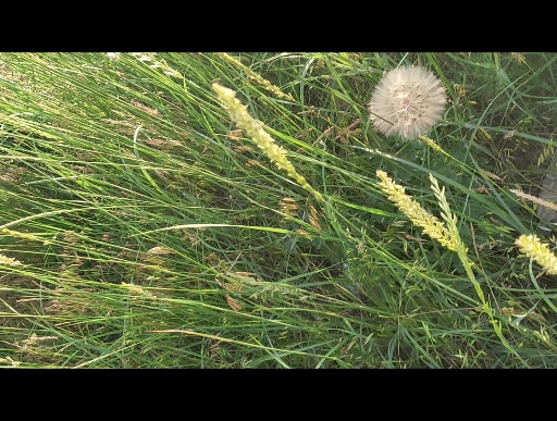 [图]花儿草儿果儿的