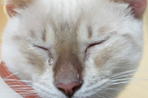 猫哭耗子后面的歇后语