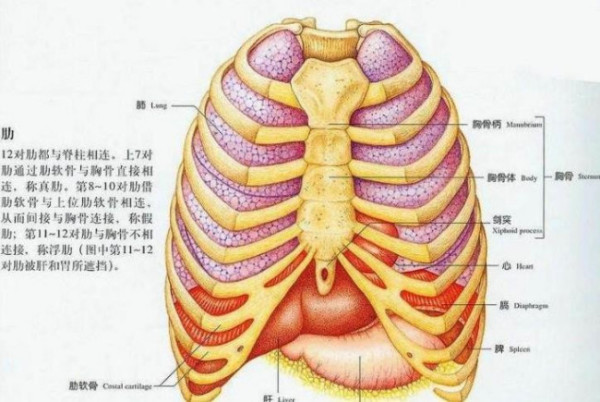 肺在左边还是右边图片图片