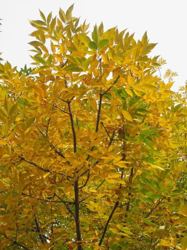 常见的大叶子树图片