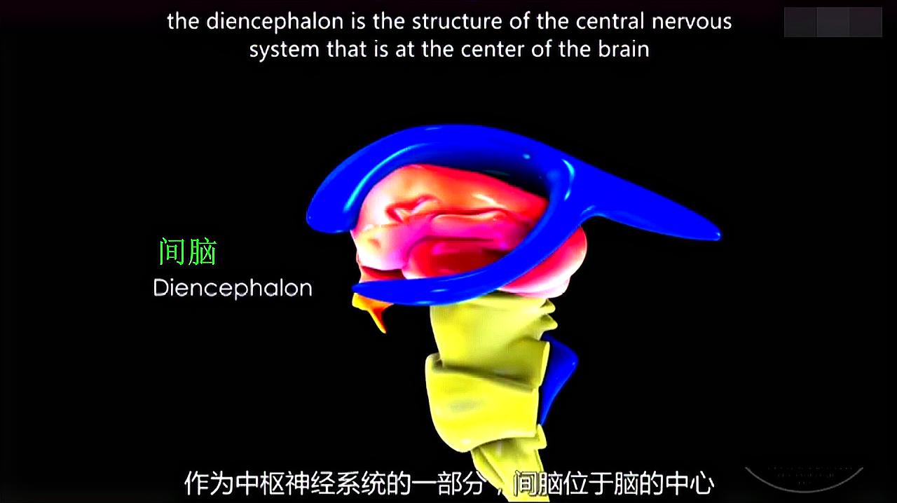 [图]间脑的3D解剖——立体动态,容易理解