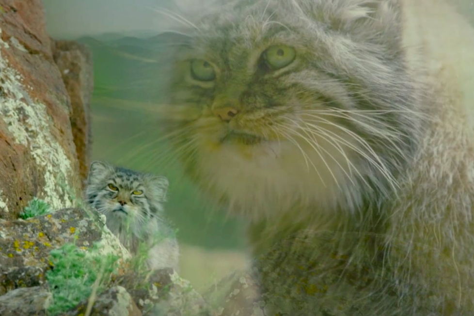 视频:蒙古大草原上生活着世界上最古怪的小型猫,你知道叫什么名字.