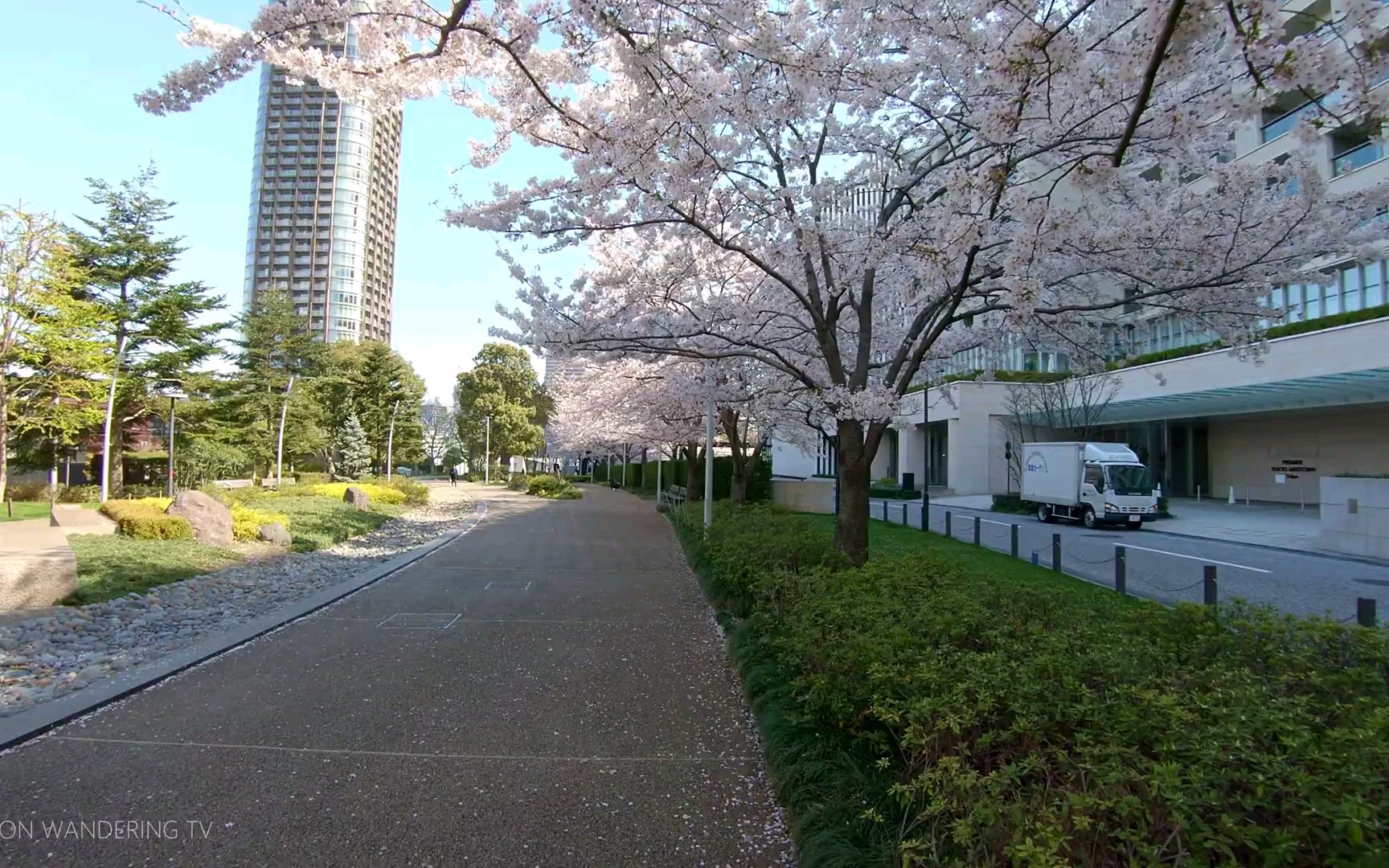 [图][高清城市街景]第一视角步行游览日本东京中城盛开的樱花