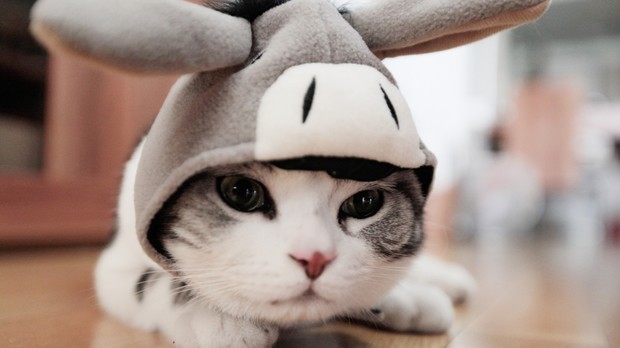 猫咪发情了怎么办